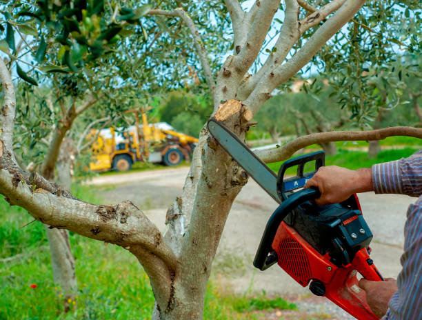 Best Commercial Tree Services  in USA